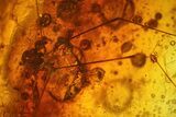 Detailed Fossil Fly, Mites & a Spider (Daddy Longleg) In Baltic Amber #139079-2